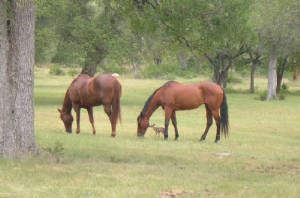 DeerHorses.jpg